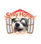 チワワとスコティッシュ君（個別スタンプ：7）