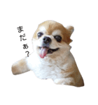 やまと(大きめチワワ)（個別スタンプ：1）