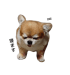 やまと(大きめチワワ)（個別スタンプ：4）