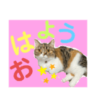 マンチカンのあんちゃん（個別スタンプ：2）