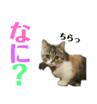 マンチカンのあんちゃん（個別スタンプ：4）