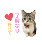 マンチカンのあんちゃん（個別スタンプ：5）