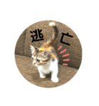 マンチカンのあんちゃん（個別スタンプ：11）
