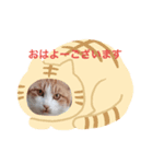 庭のニャンコ（個別スタンプ：8）