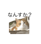 うちの猫たまとごろ（個別スタンプ：1）