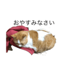 うちの猫たまとごろ（個別スタンプ：4）