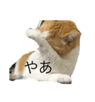 うちの猫たまとごろ（個別スタンプ：6）