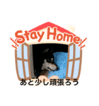 我が家の柴犬君（個別スタンプ：7）