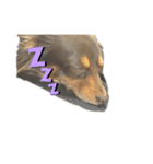 Funny dog ！（個別スタンプ：1）