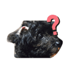 Funny dog ！（個別スタンプ：3）