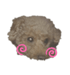 Funny dog ！（個別スタンプ：4）