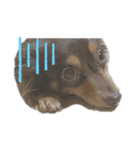 Funny dog ！（個別スタンプ：5）