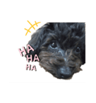 Funny dog ！（個別スタンプ：7）