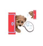 toy poodle osaka（個別スタンプ：4）