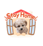 toy poodle osaka（個別スタンプ：16）