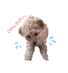 toy poodle osaka（個別スタンプ：17）