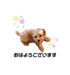 toy poodle osaka（個別スタンプ：18）