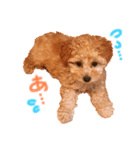 toy poodle osaka（個別スタンプ：20）