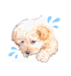 toy poodle osaka（個別スタンプ：21）