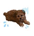 toy poodle osaka（個別スタンプ：24）