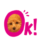 toy poodle osaka（個別スタンプ：26）