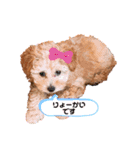 toy poodle osaka（個別スタンプ：30）