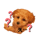 toy poodle osaka（個別スタンプ：31）