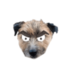 angry dogs 20200503（個別スタンプ：1）