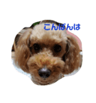 トイプードル ViVi Ⅱ（個別スタンプ：8）