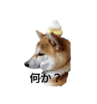 チョコリの1日（個別スタンプ：1）