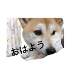 チョコリの1日（個別スタンプ：11）