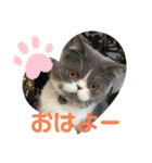 おり、ごんじゃれす！（個別スタンプ：11）
