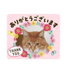 ニャンコの日常会話（個別スタンプ：3）