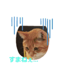 ニャンコの日常会話（個別スタンプ：5）