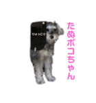 KIRI Poco #1（個別スタンプ：14）