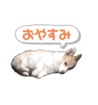 コーギーの1日（個別スタンプ：2）