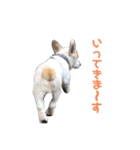 コーギーの1日（個別スタンプ：4）