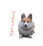 コーギーの1日（個別スタンプ：5）