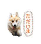 コーギーの1日（個別スタンプ：6）