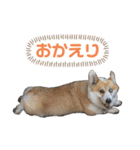 コーギーの1日（個別スタンプ：7）