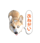 コーギーの1日（個別スタンプ：8）