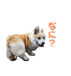 コーギーの1日（個別スタンプ：13）