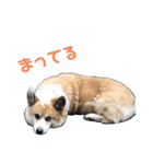 コーギーの1日（個別スタンプ：14）