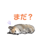 コーギーの1日（個別スタンプ：16）