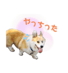コーギーの1日（個別スタンプ：26）