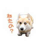 コーギーの1日（個別スタンプ：27）