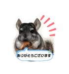 チンチラ桃太⑶（個別スタンプ：5）