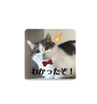 もひかぷファミリーの何気ない日常（個別スタンプ：23）