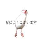 文鳥とは癒しスタンプ(日常会話ver)（個別スタンプ：1）