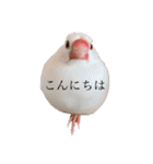 文鳥とは癒しスタンプ(日常会話ver)（個別スタンプ：2）